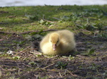 FZ028469 Goslings on ground.jpg